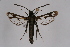  ( - CCDB-02111 D03)  @13 [ ] CreativeCommons - Attribution Non-Commercial Share-Alike (2009) Unspecified Sesiidae Research Group