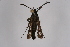  ( - CCDB-02111 D05)  @12 [ ] CreativeCommons - Attribution Non-Commercial Share-Alike (2009) Unspecified Sesiidae Research Group