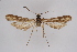  ( - CCDB-02111 D10)  @12 [ ] CreativeCommons - Attribution Non-Commercial Share-Alike (2009) Unspecified Sesiidae Research Group