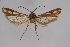  ( - CCDB-02111 D11)  @12 [ ] CreativeCommons - Attribution Non-Commercial Share-Alike (2009) Unspecified Sesiidae Research Group