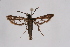  (Pyropteron affinis - CCDB-02111 E03)  @13 [ ] CreativeCommons - Attribution Non-Commercial Share-Alike (2009) Unspecified Sesiidae Research Group