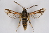  ( - CCDB-02111 E11)  @13 [ ] CreativeCommons - Attribution Non-Commercial Share-Alike (2009) Unspecified Sesiidae Research Group