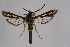  ( - CCDB-02111 F06)  @12 [ ] CreativeCommons - Attribution Non-Commercial Share-Alike (2009) Unspecified Sesiidae Research Group