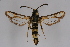  ( - CCDB-02111 G02)  @14 [ ] CreativeCommons - Attribution Non-Commercial Share-Alike (2009) Unspecified Sesiidae Research Group