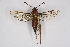  ( - CCDB-02111 G03)  @11 [ ] CreativeCommons - Attribution Non-Commercial Share-Alike (2009) Unspecified Sesiidae Research Group