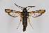  ( - CCDB-02111 H01)  @15 [ ] CreativeCommons - Attribution Non-Commercial Share-Alike (2009) Unspecified Sesiidae Research Group