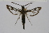  ( - CCDB-02112 A07)  @13 [ ] CreativeCommons - Attribution Non-Commercial Share-Alike (2009) Unspecified Sesiidae Research Group