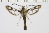  ( - CCDB-02112 A10)  @11 [ ] CreativeCommons - Attribution Non-Commercial Share-Alike (2009) Unspecified Sesiidae Research Group