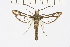  (Pyropteron borreyi - CCDB-02112 A11)  @14 [ ] CreativeCommons - Attribution Non-Commercial Share-Alike (2009) Unspecified Sesiidae Research Group