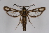  ( - CCDB-02112 B04)  @15 [ ] CreativeCommons - Attribution Non-Commercial Share-Alike (2009) Unspecified Sesiidae Research Group