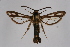  ( - CCDB-02112 B05)  @14 [ ] CreativeCommons - Attribution Non-Commercial Share-Alike (2009) Unspecified Sesiidae Research Group