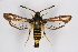  (Bembecia cf. ichneumoniformis - CCDB-02112 C04)  @14 [ ] CreativeCommons - Attribution Non-Commercial Share-Alike (2009) Unspecified Sesiidae Research Group