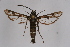  ( - CCDB-02112 C07)  @13 [ ] CreativeCommons - Attribution Non-Commercial Share-Alike (2009) Unspecified Sesiidae Research Group