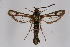  ( - CCDB-02112 D02)  @12 [ ] CreativeCommons - Attribution Non-Commercial Share-Alike (2009) Unspecified Sesiidae Research Group