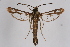  ( - CCDB-02112 D08)  @13 [ ] CreativeCommons - Attribution Non-Commercial Share-Alike (2009) Unspecified Sesiidae Research Group