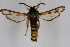  ( - CCDB-04617 A01)  @11 [ ] CreativeCommons - Attribution Non-Commercial Share-Alike (2009) Unspecified Sesiidae Research Group