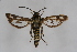  ( - CCDB-04617 C06)  @12 [ ] CreativeCommons - Attribution Non-Commercial Share-Alike (2009) Unspecified Sesiidae Research Group