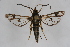  ( - CCDB-04617 D01)  @14 [ ] CreativeCommons - Attribution Non-Commercial Share-Alike (2009) Unspecified Sesiidae Research Group