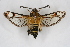  ( - CCDB-04617 F04)  @14 [ ] CreativeCommons - Attribution Non-Commercial Share-Alike (2009) Unspecified Sesiidae Research Group