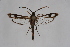  (Nesosphecia - CCDB-04617 F12)  @14 [ ] CreativeCommons - Attribution Non-Commercial Share-Alike (2009) Unspecified Sesiidae Research Group