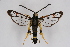  ( - CCDB-02113 C08)  @14 [ ] CreativeCommons - Attribution Non-Commercial Share-Alike (2009) Unspecified Sesiidae Research Group