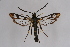  ( - CCDB-02113 D02)  @14 [ ] CreativeCommons - Attribution Non-Commercial Share-Alike (2009) Unspecified Sesiidae Research Group