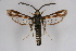  (Bembecia cf. psoraleae - CCDB-02113 D07)  @14 [ ] CreativeCommons - Attribution Non-Commercial Share-Alike (2009) Unspecified Sesiidae Research Group