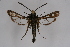  (Pyropteron kautzi - CCDB-02113 F05)  @14 [ ] CreativeCommons - Attribution Non-Commercial Share-Alike (2009) Unspecified Sesiidae Research Group