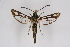  (Pyropteron borreyi - CCDB-02113 F10)  @14 [ ] CreativeCommons - Attribution Non-Commercial Share-Alike (2009) Unspecified Sesiidae Research Group