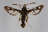  ( - CCDB-02113 G09)  @11 [ ] CreativeCommons - Attribution Non-Commercial Share-Alike (2009) Unspecified Sesiidae Research Group