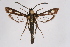  ( - CCDB-02113 H01)  @13 [ ] CreativeCommons - Attribution Non-Commercial Share-Alike (2009) Unspecified Sesiidae Research Group