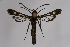  ( - CCDB-02113 H04)  @12 [ ] CreativeCommons - Attribution Non-Commercial Share-Alike (2009) Unspecified Sesiidae Research Group