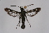  ( - CCDB-02113 H05)  @13 [ ] CreativeCommons - Attribution Non-Commercial Share-Alike (2009) Unspecified Sesiidae Research Group