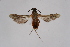  ( - CCDB-02114 A03)  @14 [ ] CreativeCommons - Attribution Non-Commercial Share-Alike (2009) Unspecified Sesiidae Research Group