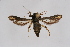  ( - CCDB-02114 B01)  @14 [ ] CreativeCommons - Attribution Non-Commercial Share-Alike (2009) Unspecified Sesiidae Research Group