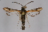  ( - CCDB-02114 B04)  @13 [ ] CreativeCommons - Attribution Non-Commercial Share-Alike (2009) Unspecified Sesiidae Research Group