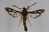  ( - CCDB-02114 B05)  @14 [ ] CreativeCommons - Attribution Non-Commercial Share-Alike (2009) Unspecified Sesiidae Research Group