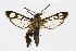  (Melittia sp - CCDB-02114 C01)  @15 [ ] CreativeCommons - Attribution Non-Commercial Share-Alike (2009) Unspecified Sesiidae Research Group