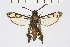  ( - CCDB-02114 C04)  @15 [ ] CreativeCommons - Attribution Non-Commercial Share-Alike (2009) Unspecified Sesiidae Research Group