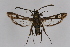  ( - CCDB-02114 C11)  @13 [ ] CreativeCommons - Attribution Non-Commercial Share-Alike (2009) Unspecified Sesiidae Research Group