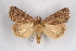  ( - CCDB-04645 F01)  @11 [ ] CreativeCommons - Attribution Non-Commercial Share-Alike (2009) Unspecified Sesiidae Research Group