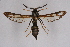  (Pennisetia eucheripennis - CCDB-02114 D05)  @14 [ ] CreativeCommons - Attribution Non-Commercial Share-Alike (2009) Unspecified Sesiidae Research Group