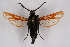  ( - CCDB-02114 D06)  @13 [ ] CreativeCommons - Attribution Non-Commercial Share-Alike (2009) Unspecified Sesiidae Research Group