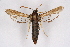  ( - CCDB-02114 D10)  @13 [ ] CreativeCommons - Attribution Non-Commercial Share-Alike (2009) Unspecified Sesiidae Research Group