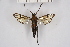  ( - BOX-2218 A02)  @13 [ ] CreativeCommons - Attribution Non-Commercial Share-Alike (2009) Unspecified Sesiidae Research Group