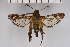  ( - BOX-2218 A06)  @14 [ ] CreativeCommons - Attribution Non-Commercial Share-Alike (2009) Unspecified Sesiidae Research Group