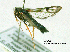  ( - UASM58419)  @13 [ ] CreativeCommons - Attribution Non-Commercial Share-Alike (2009) Unspecified Sesiidae Research Group