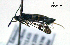  ( - UASM99809)  @13 [ ] CreativeCommons - Attribution Non-Commercial Share-Alike (2009) Unspecified Sesiidae Research Group