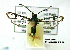  ( - UASM99814)  @13 [ ] CreativeCommons - Attribution Non-Commercial Share-Alike (2009) Unspecified Sesiidae Research Group