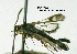  ( - UASM99826)  @13 [ ] CreativeCommons - Attribution Non-Commercial Share-Alike (2009) Unspecified Sesiidae Research Group